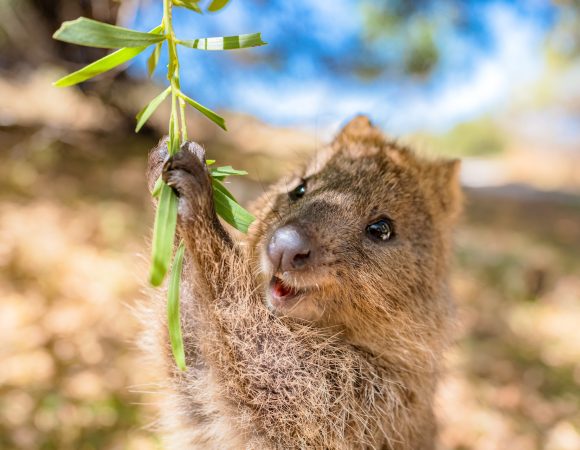 6 Wildlife Hotspots in Perth
